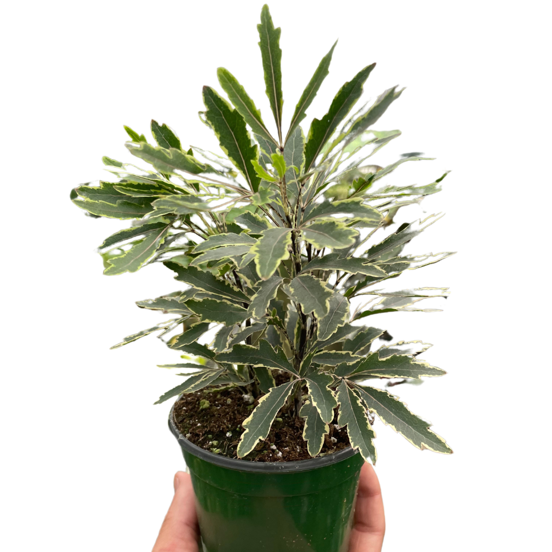 Aralia &