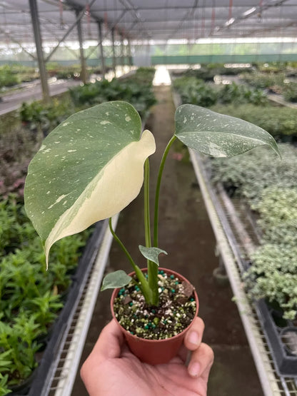 Monstera &