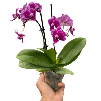 Orchid &