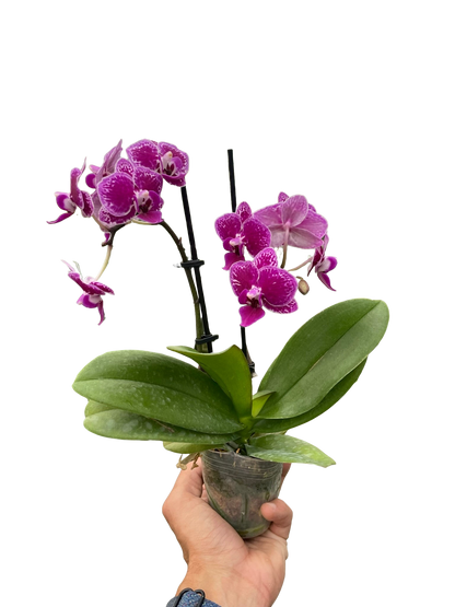 Orchid &