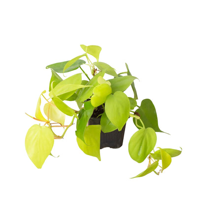Philodendron &
