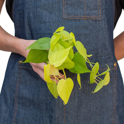 Philodendron &