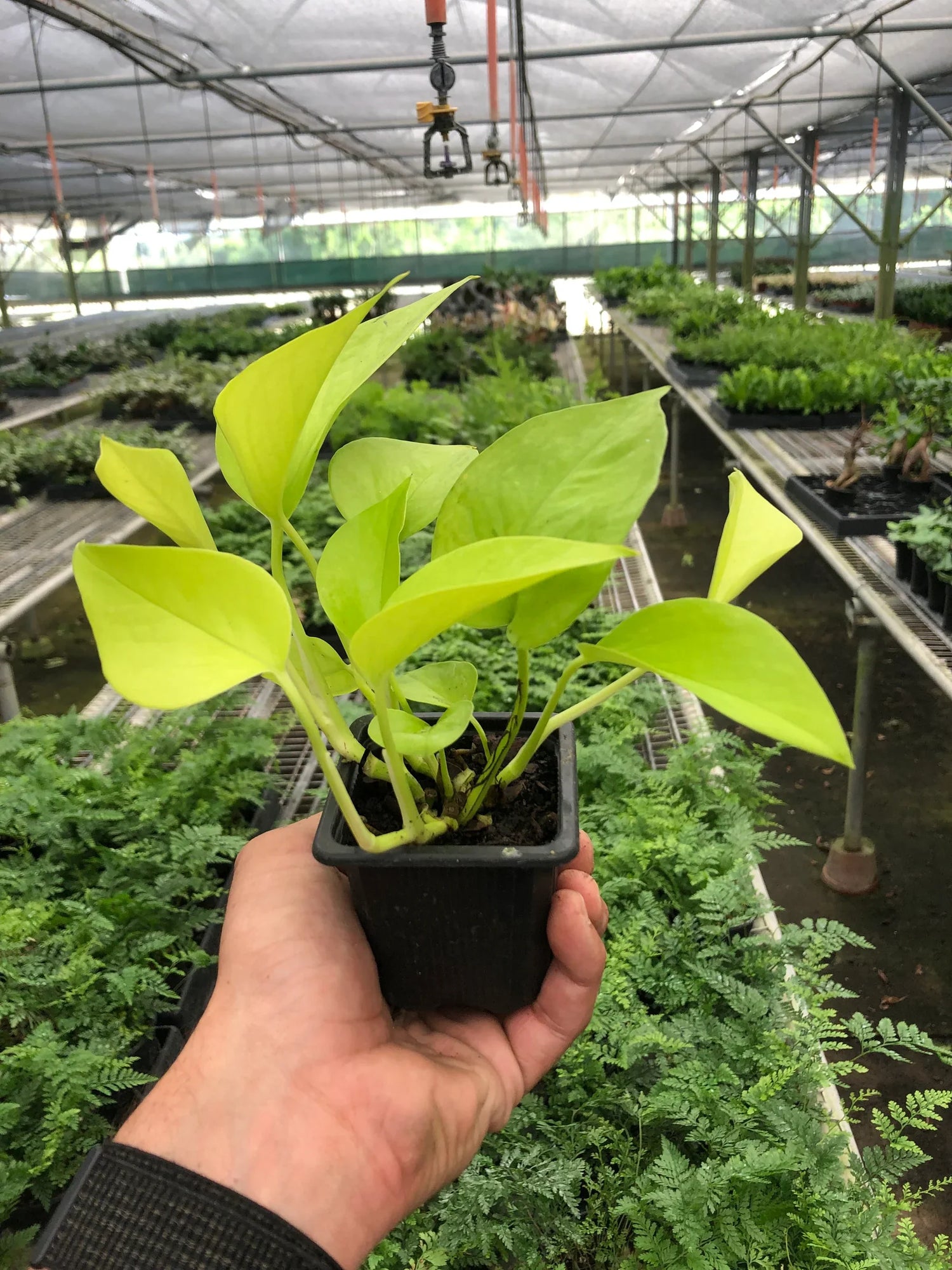 Pothos &