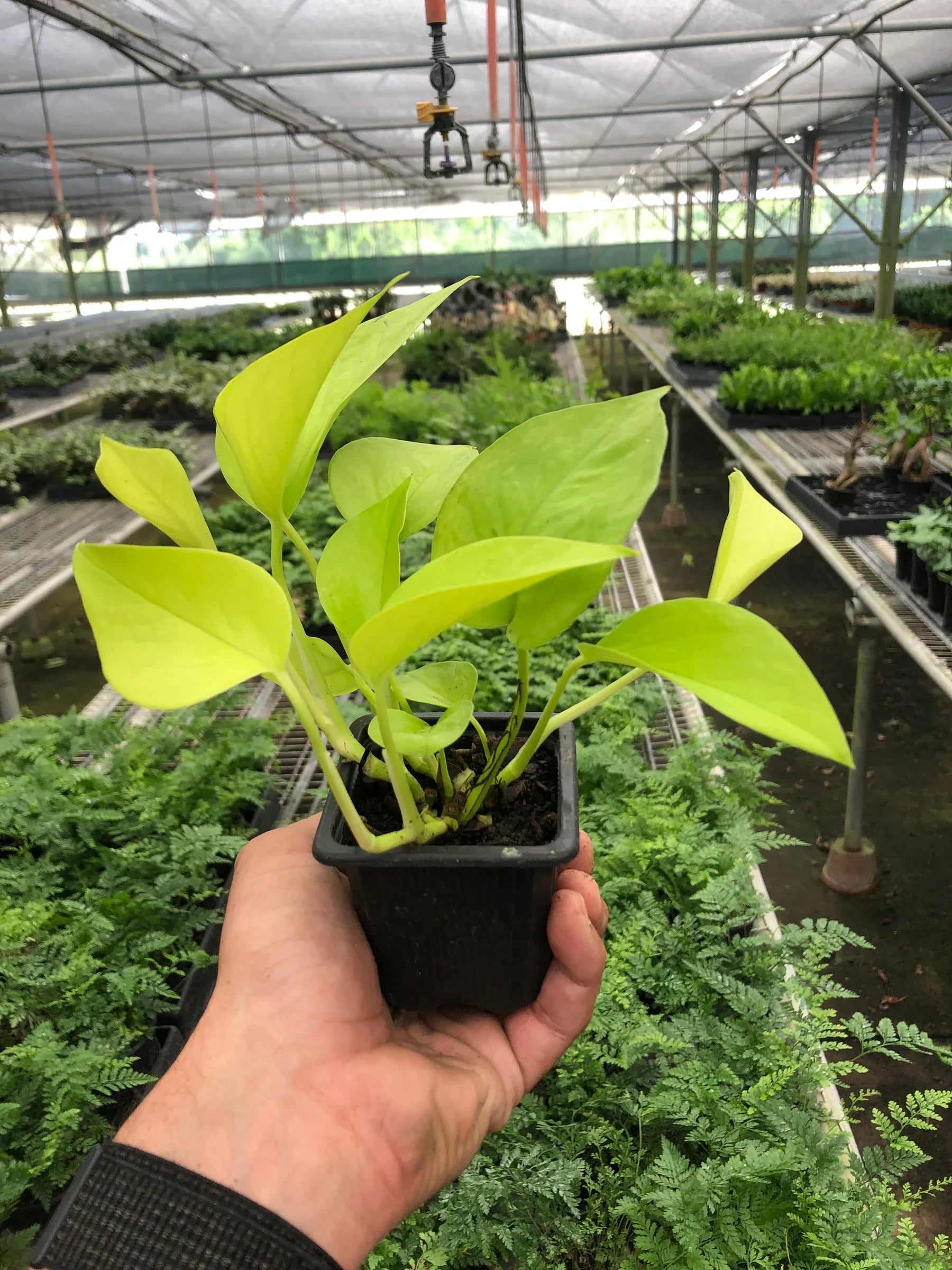 Pothos &