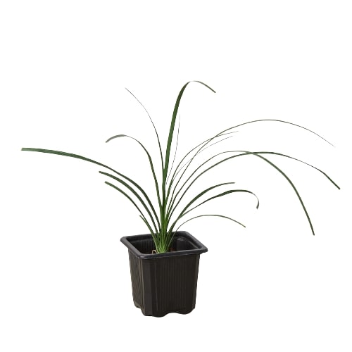 ponytail palm nyc Palm Ponytail – Verta