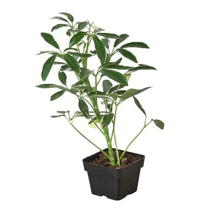 Schefflera Moonlight &