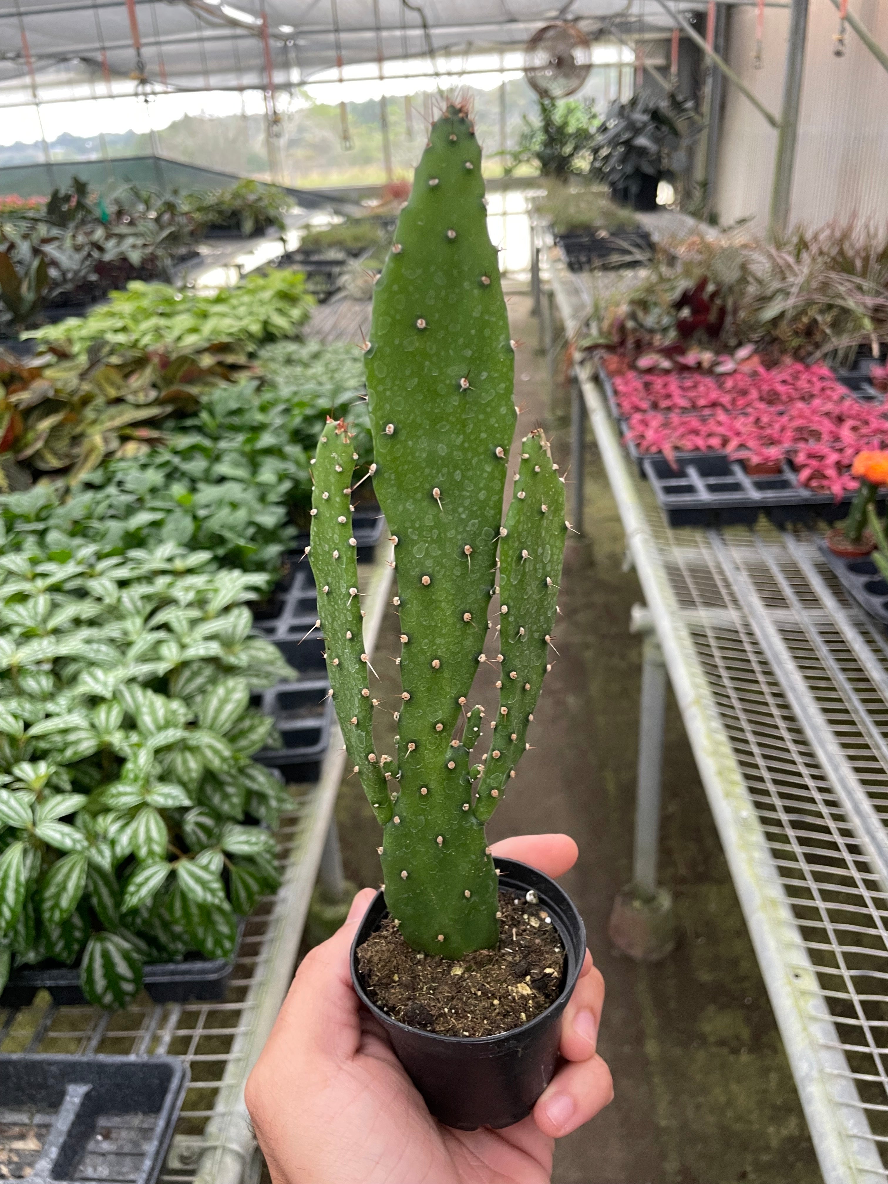 tall prickly pear cactus Drooping Prickly Pear Cactus – Verta