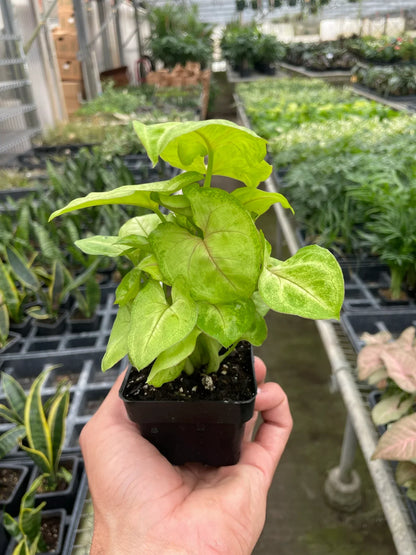 Syngonium Gold -  4&quot; Pot