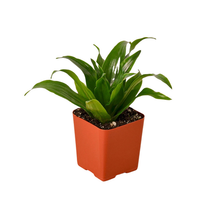 3&quot; Tropical Plant Variety Bundle