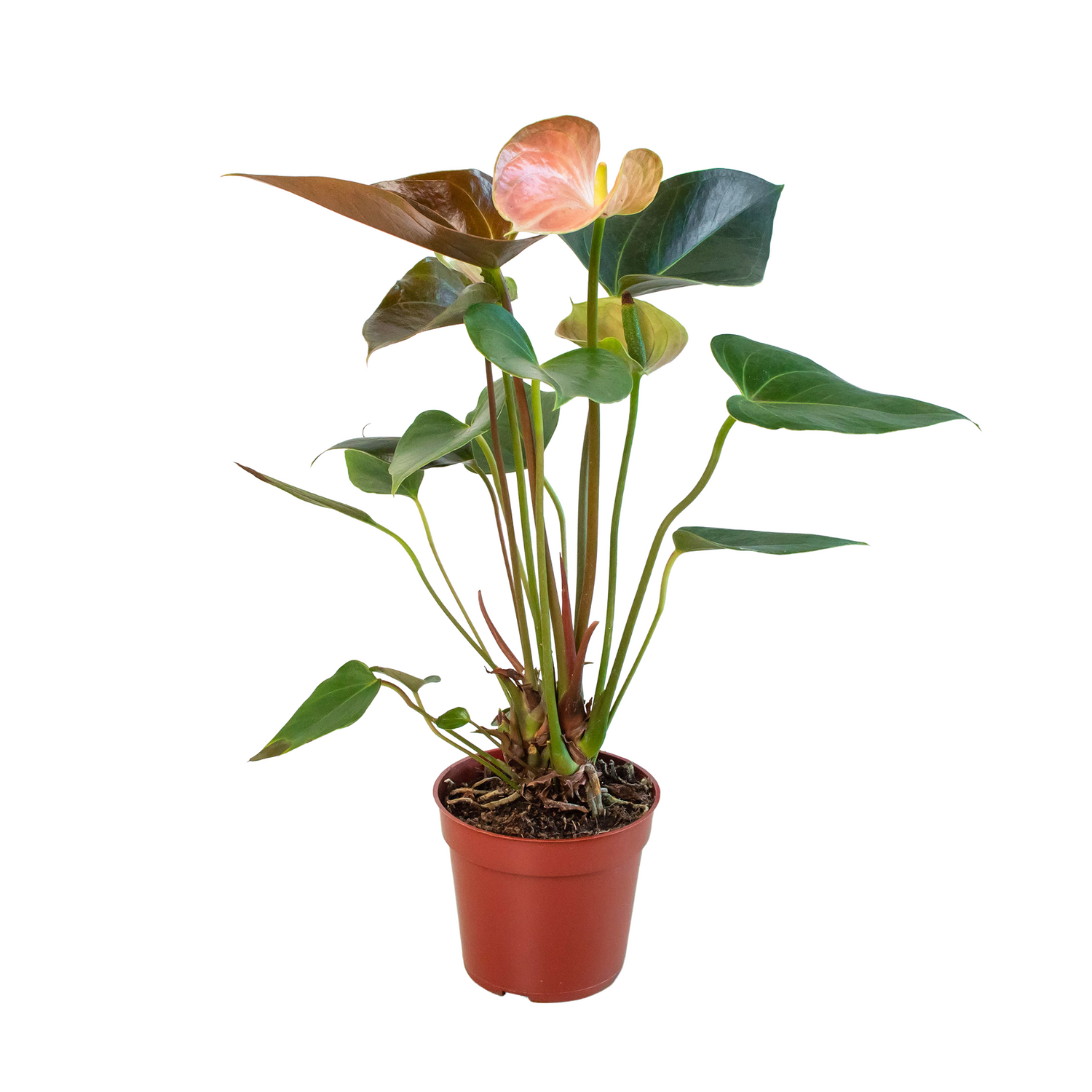 Anthurium Rainbow Champion - 4&quot; Pot