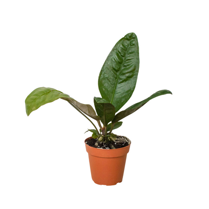 Anthurium &