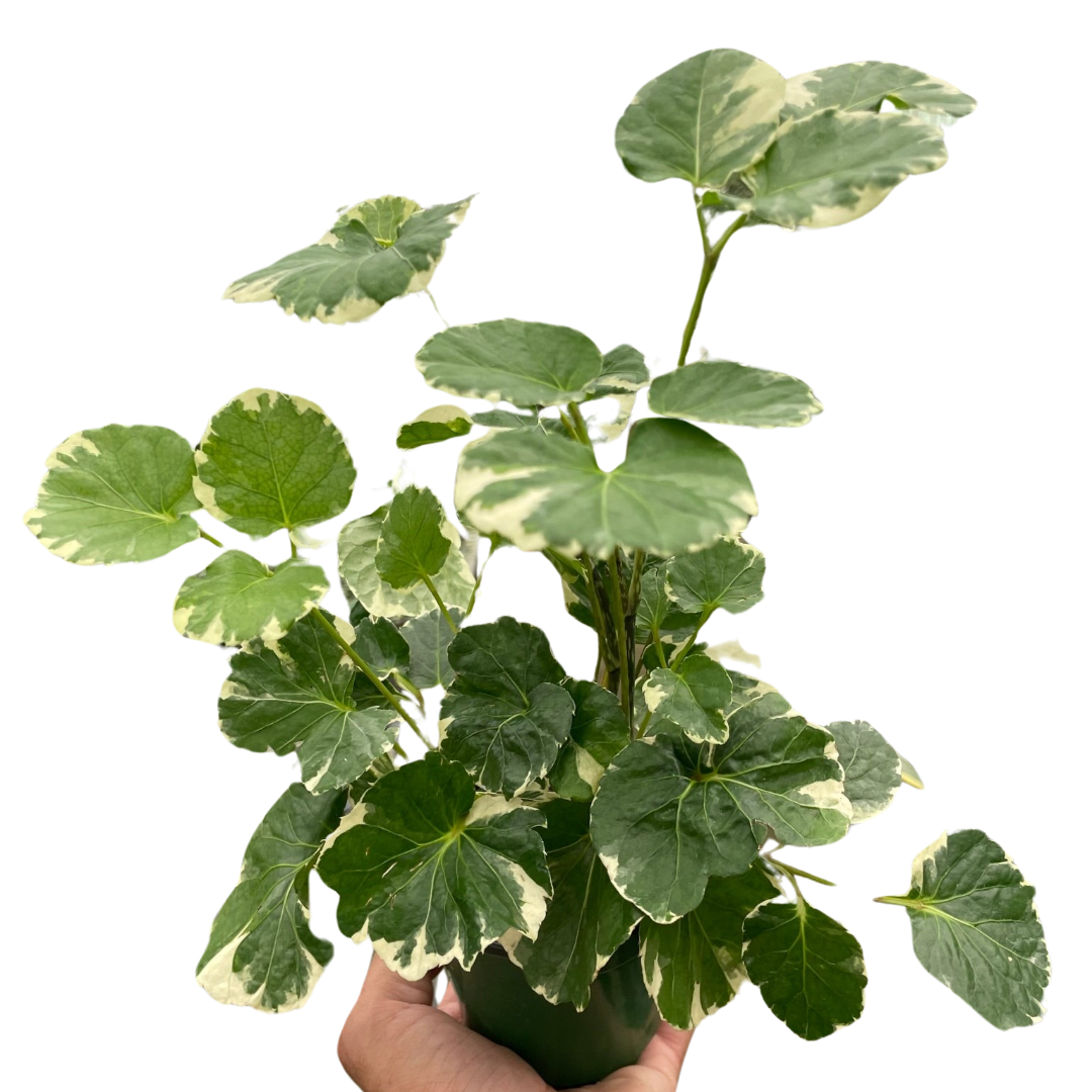 Aralia &