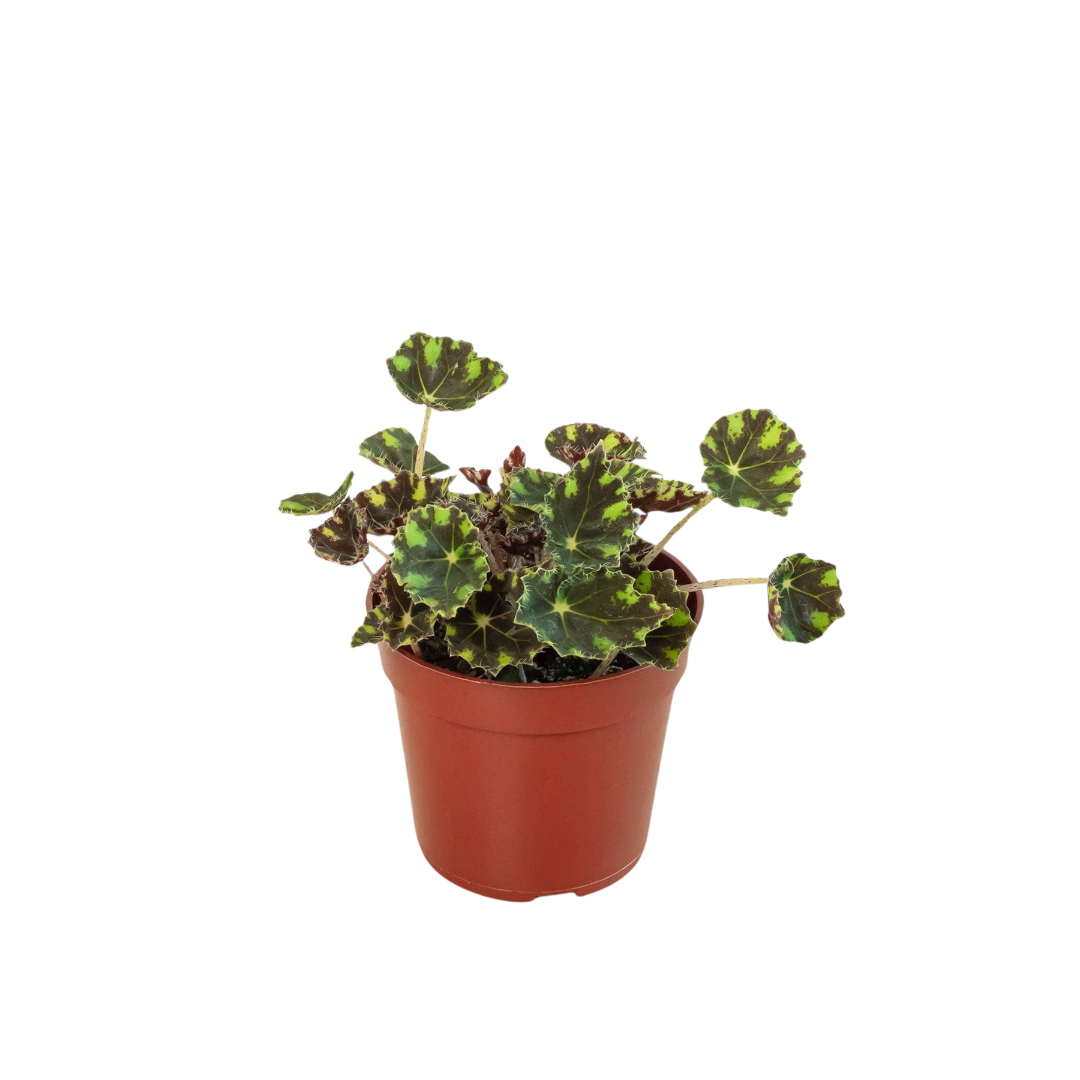 Begonia Tiger Paws - 4&quot; Pot