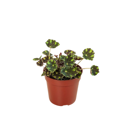 Begonia Tiger Paws - 4&quot; Pot