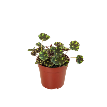 Begonia Tiger Paws - 4&quot; Pot