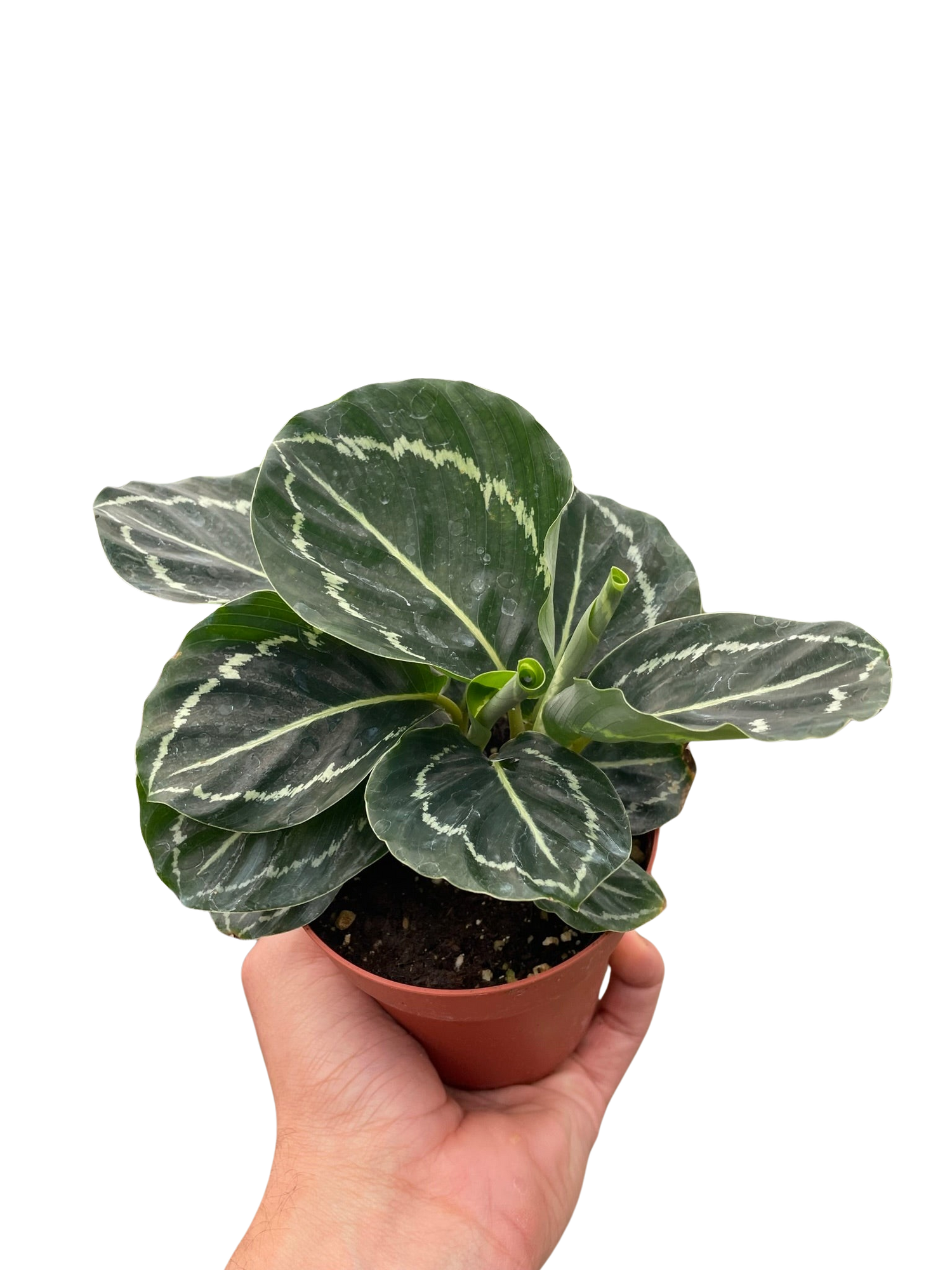 Calathea &