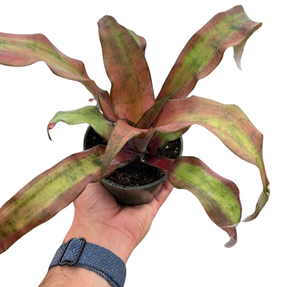 Cryptanthus &