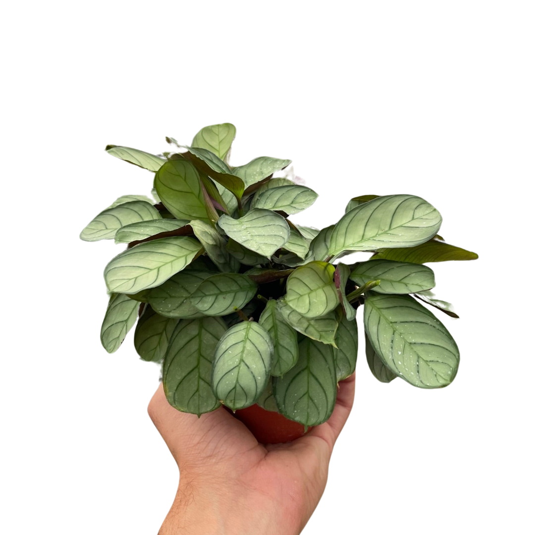 Ctenanthe burle-marxii &