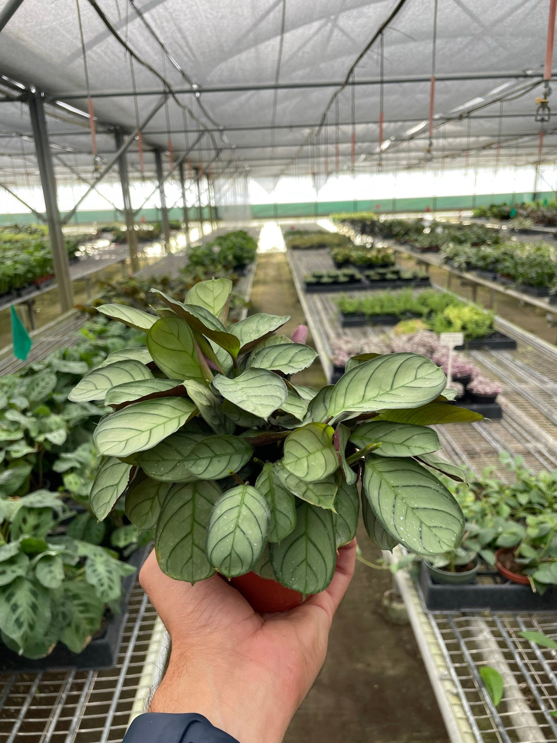 Ctenanthe burle-marxii &