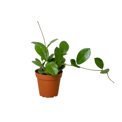 Hoya &