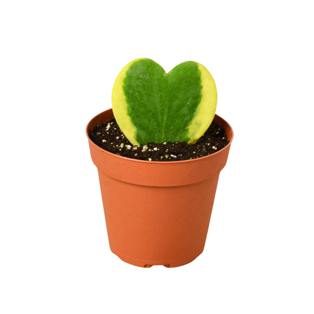 Hoya &