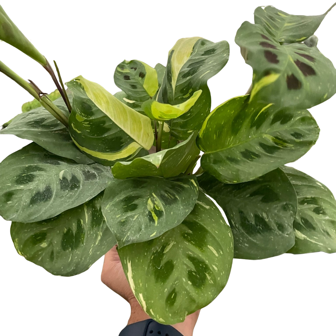 Maranta Variegated &