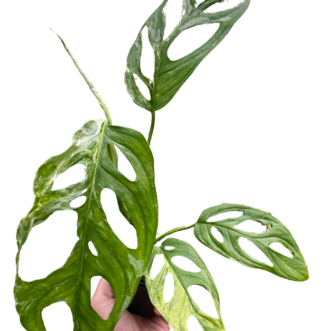 Monstera Adansonii &