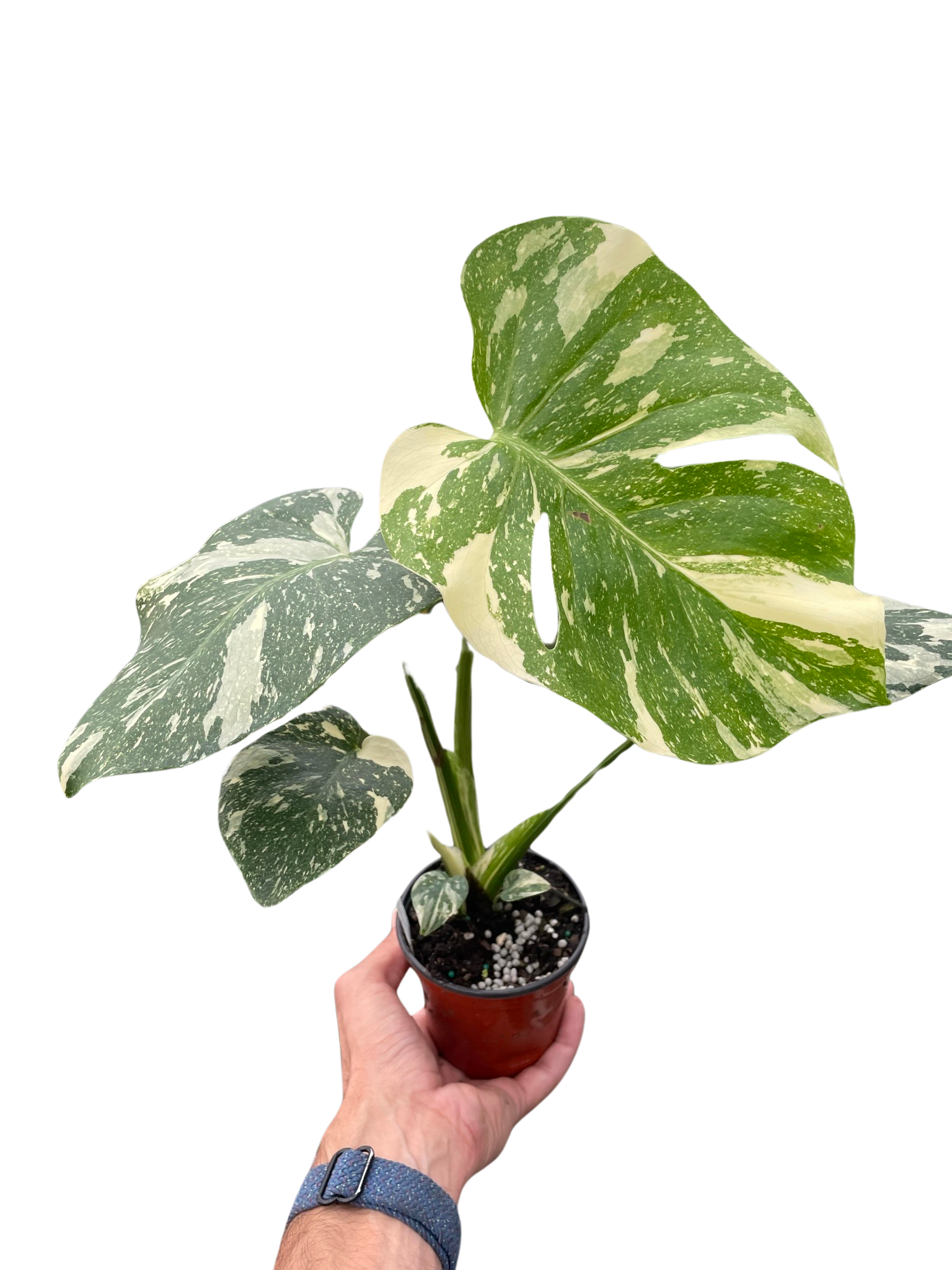 Monstera &