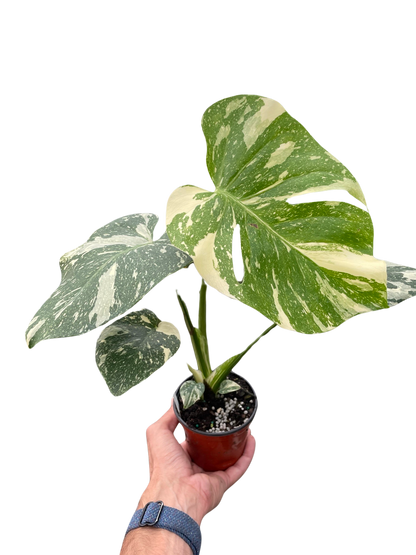 Monstera &