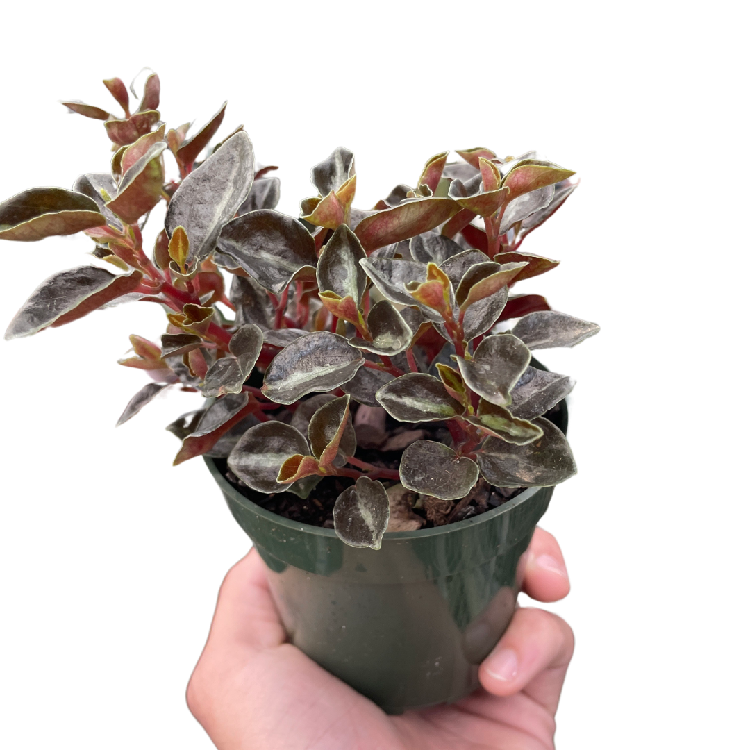 Peperomia &