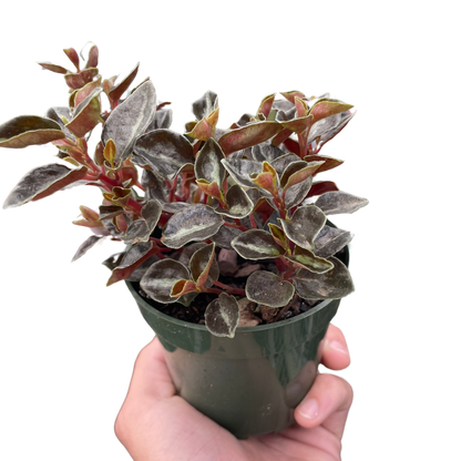 Peperomia &