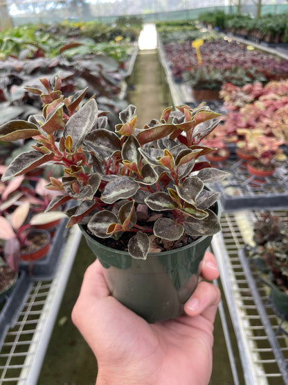 Peperomia &