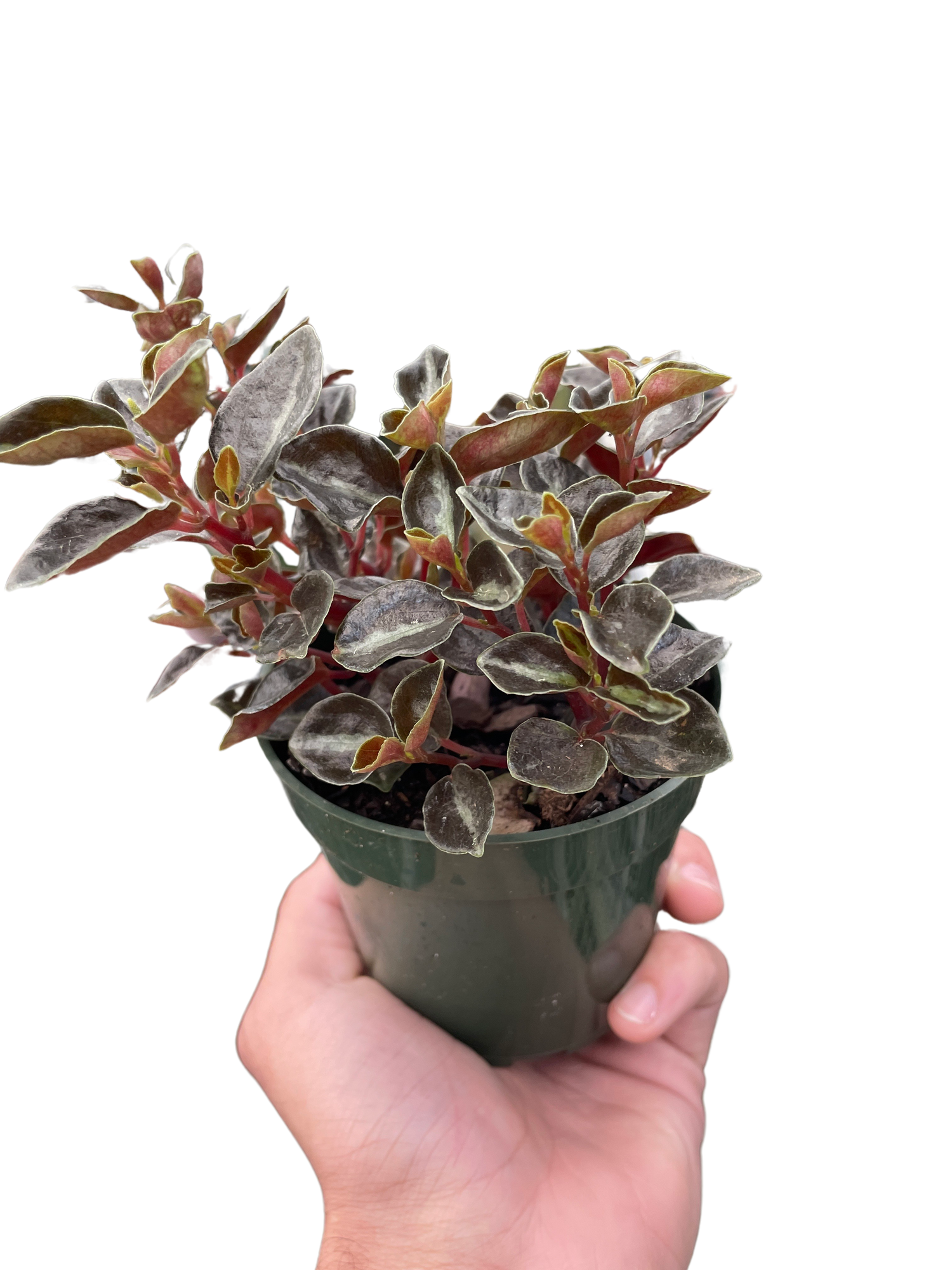 Peperomia &
