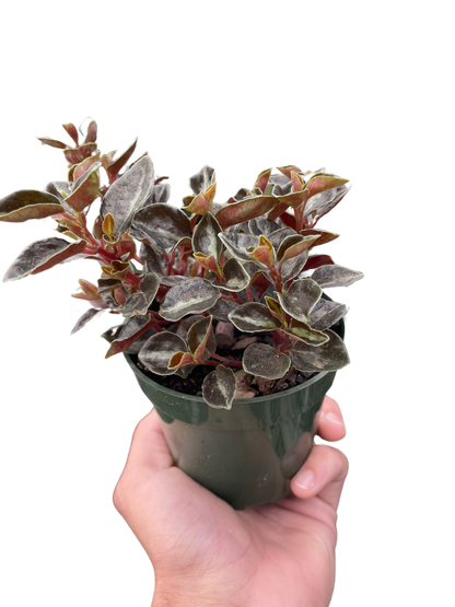 Peperomia &