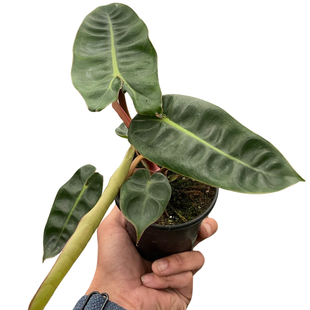 Philodendron &