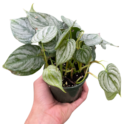 Philodendron &