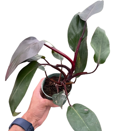 philodendron burgundy princess Philodendron 'Burgundy Princess' (Reverted Pink Princess)