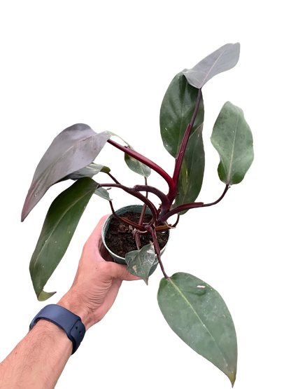 philodendron burgundy princess for sale Philodendron 'Burgundy Princess' (Reverted Pink Princess)