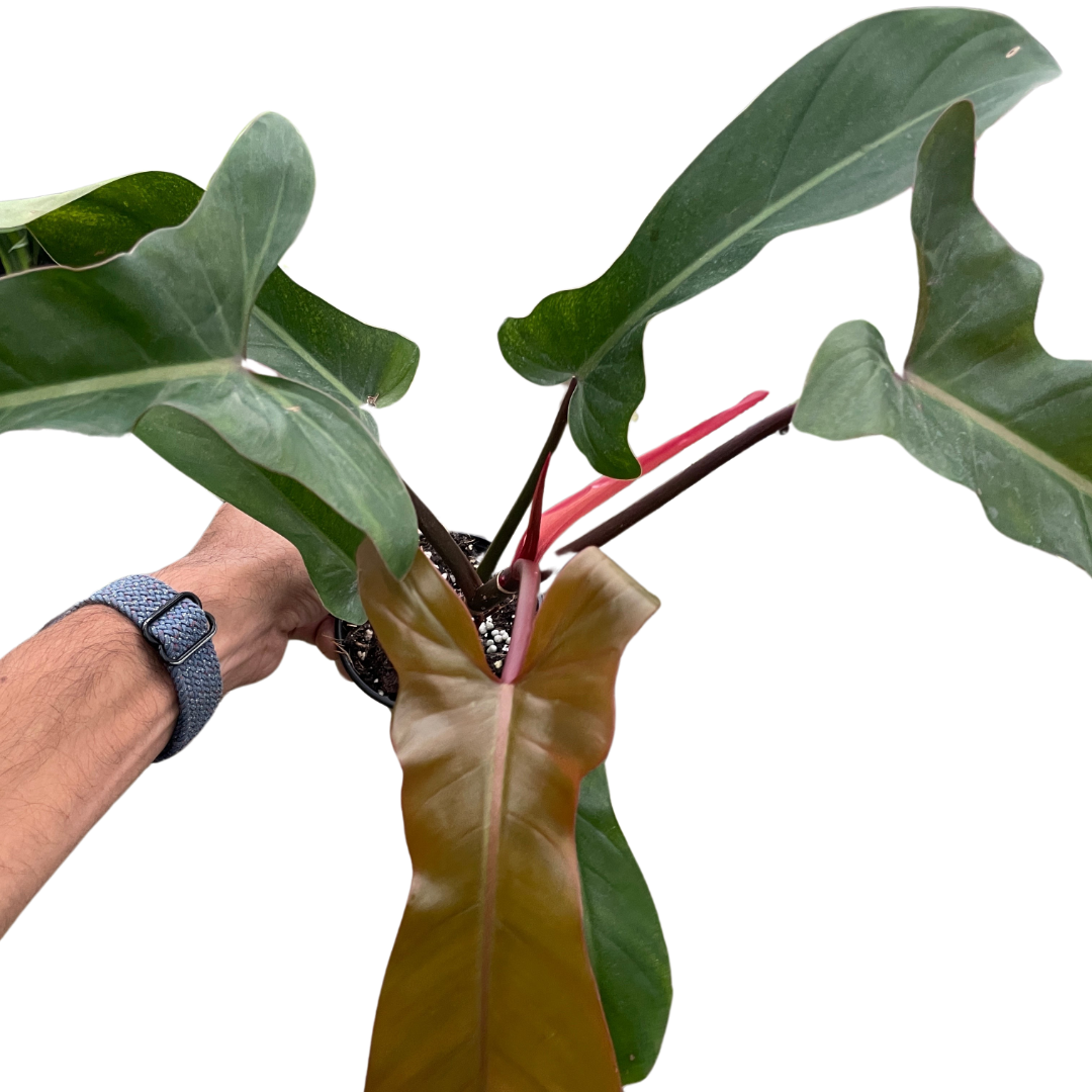 Philodendron &