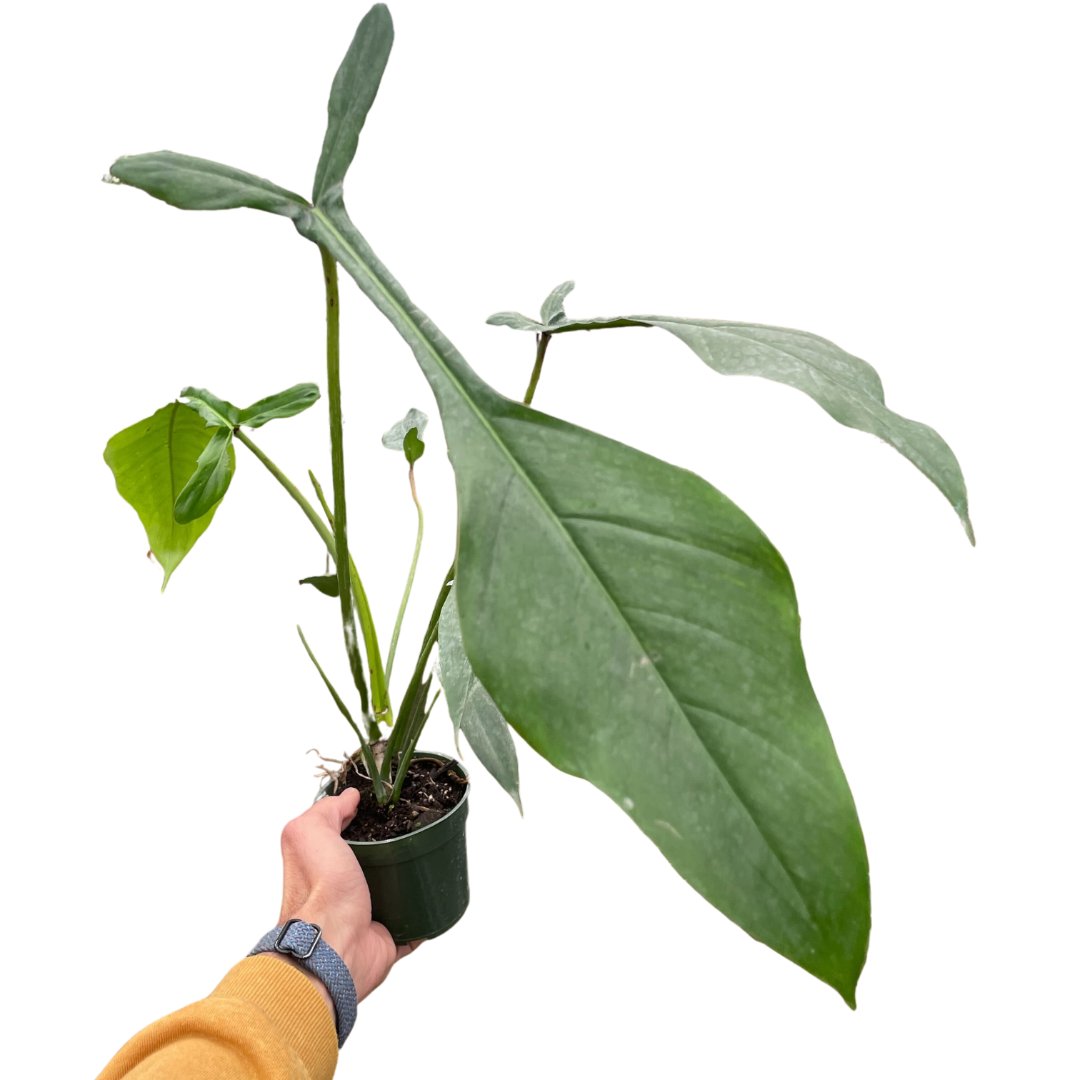 Philodendron &