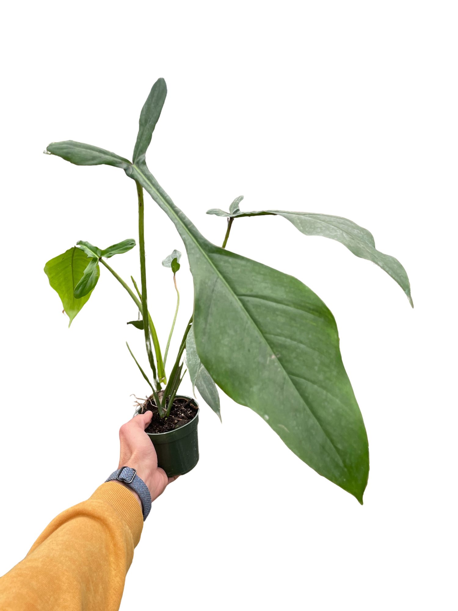 philodendron joepii why so expensive Philodendron 'Joepii' – Verta