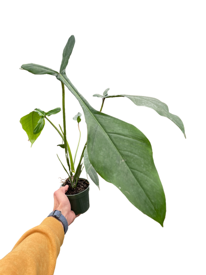 Philodendron &