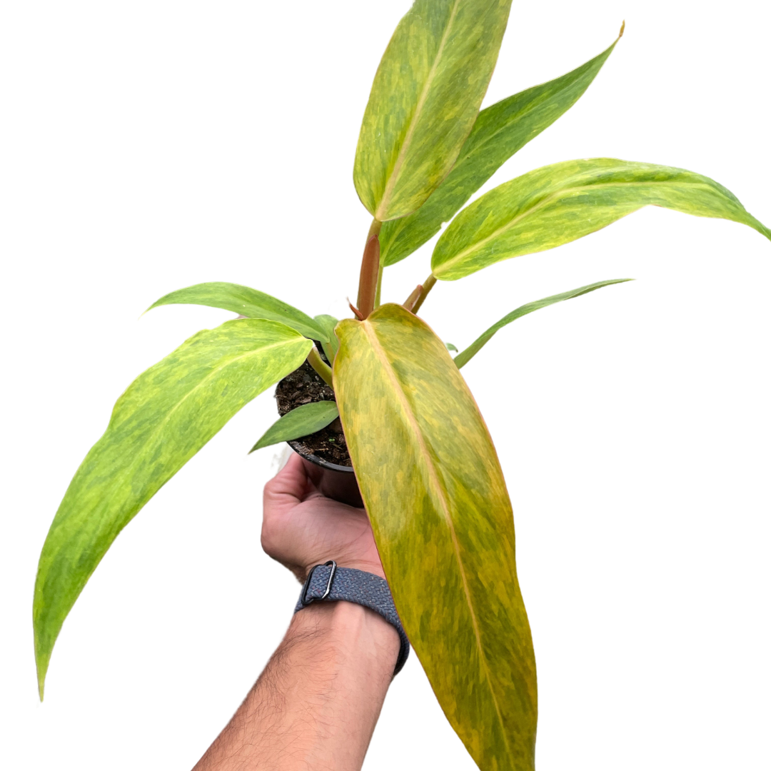 Philodendron &
