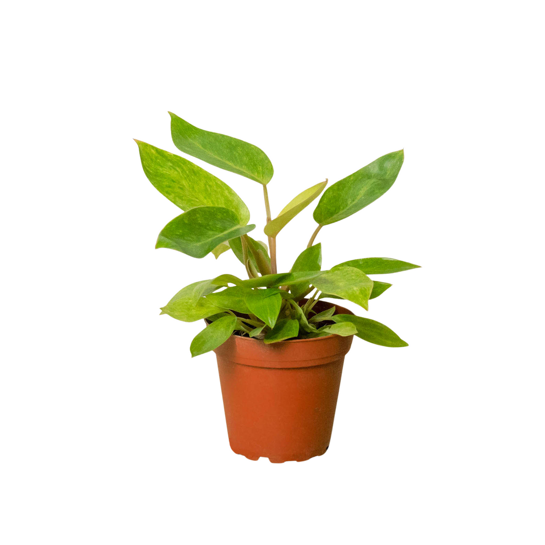 Philodendron &