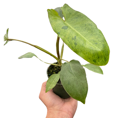 Philodendron &