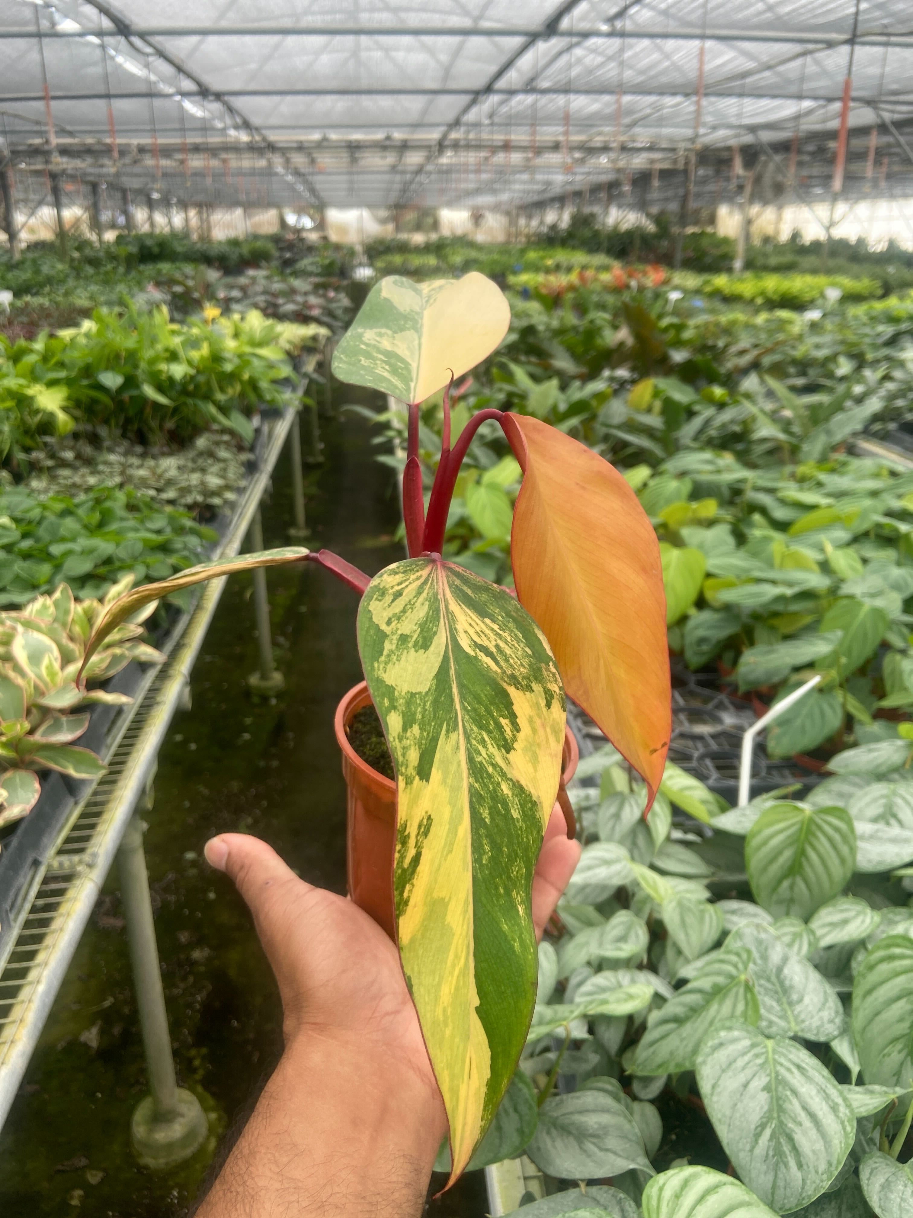 Philodendron &