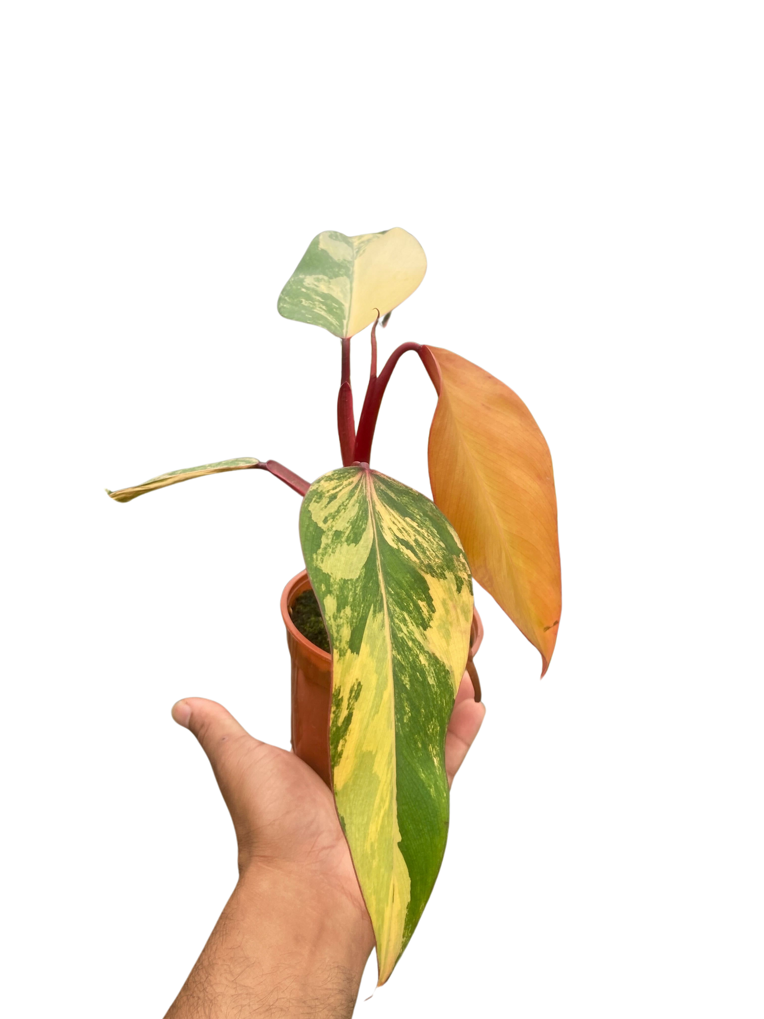 Philodendron &