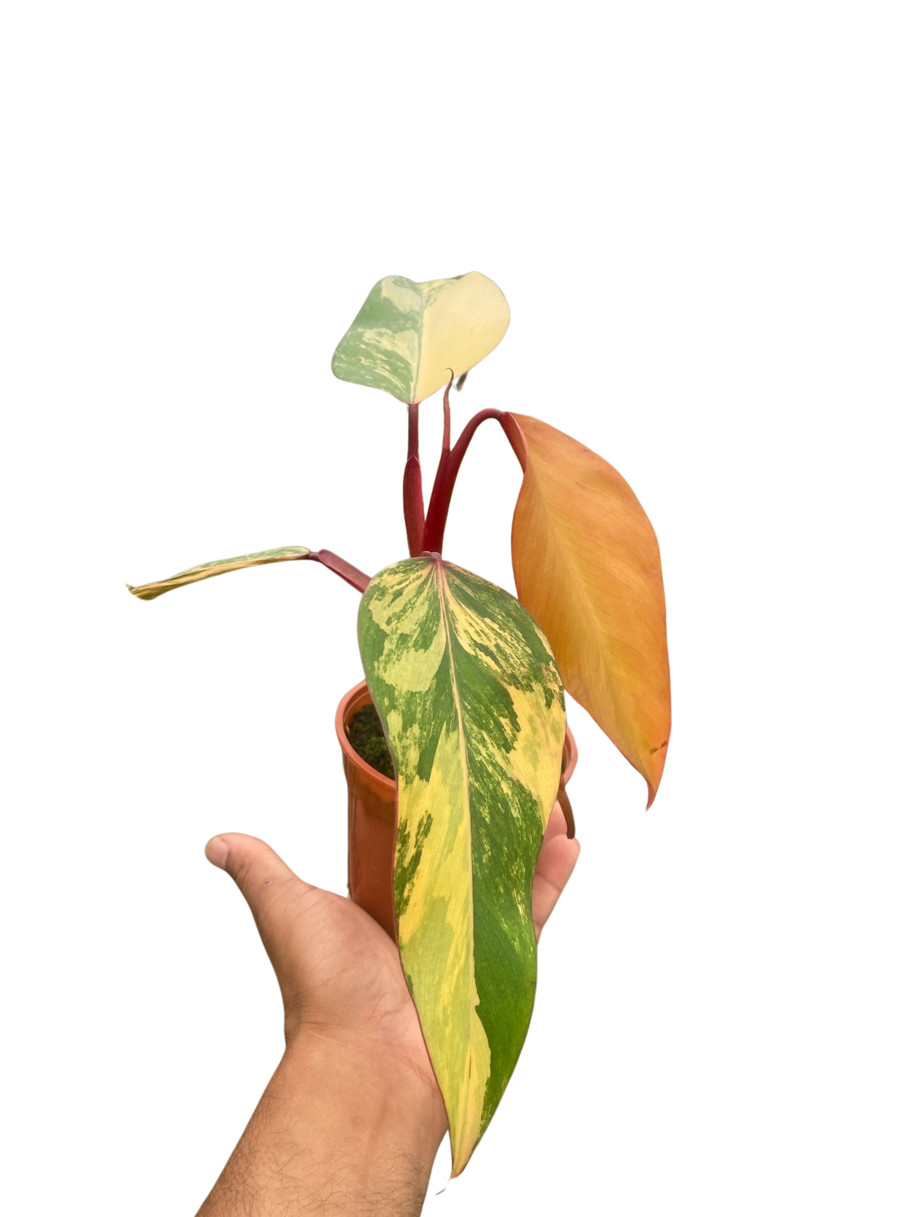 Philodendron &