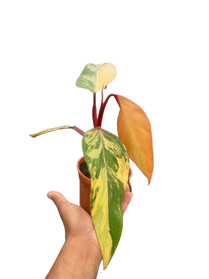 Philodendron &
