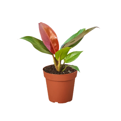 Philodendron &